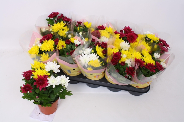 <h4>CHRYS GEM IN POT</h4>