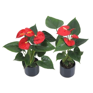 Anthurium XL.17 Easy Red 9cm in keramieken potje