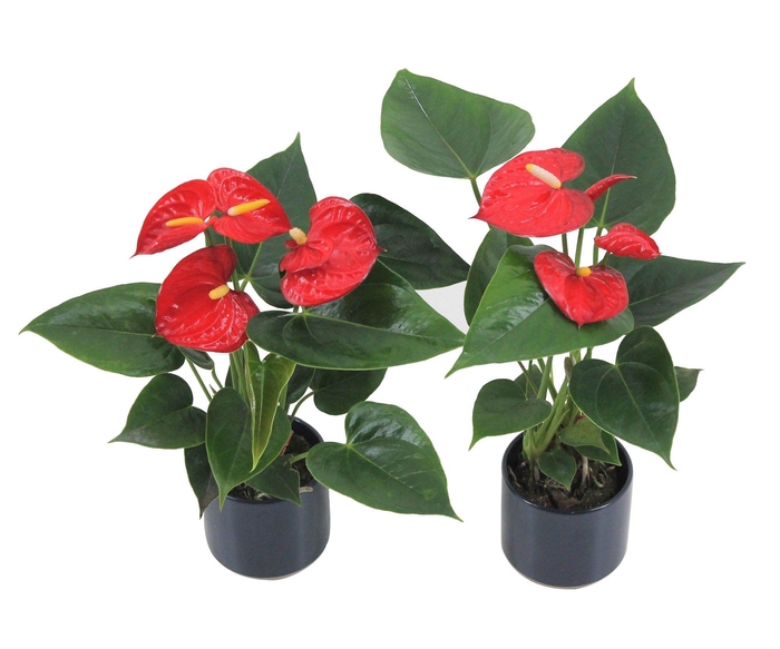 <h4>Anthurium XL.17 Easy Red 9cm in keramieken potje</h4>
