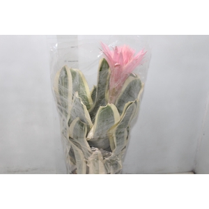 AECH FASCIATA VARIEGATA P17