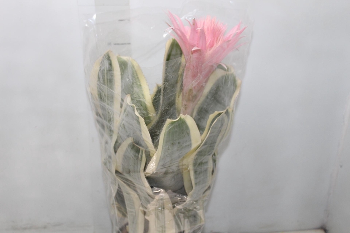 <h4>AECH FASCIATA VARIEGATA P17</h4>