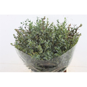 Euc Parvifolia Short