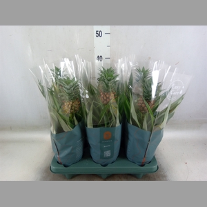 Ananas  'Mi Amigo'