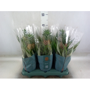 Ananas  'Mi Amigo'