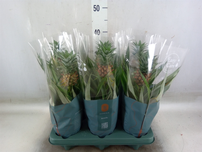<h4>Ananas  'Mi Amigo'</h4>