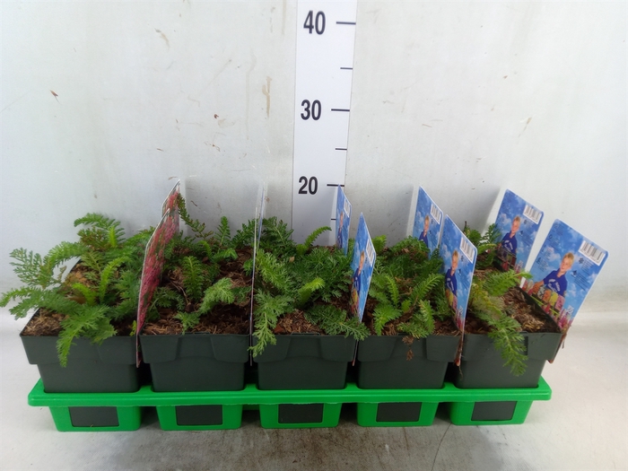 <h4>Achillea   ...</h4>