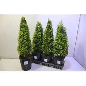 arr8 Buxu Sempervirens