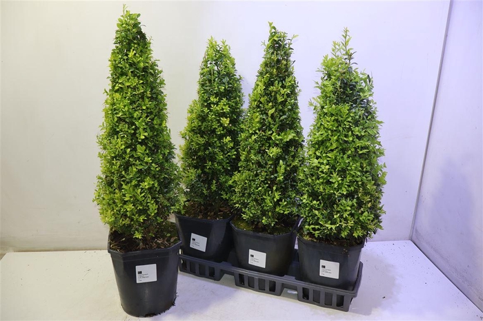 <h4>Buxu Sempervirens</h4>