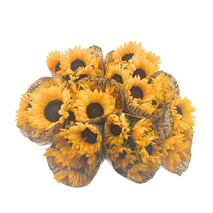 <h4>BQ Mono Helianthus 5 stems</h4>