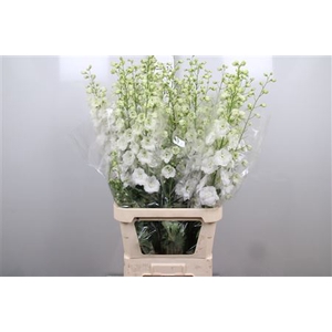 Delph Du Centu White