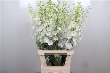 <h4>Delph Du Centu White</h4>