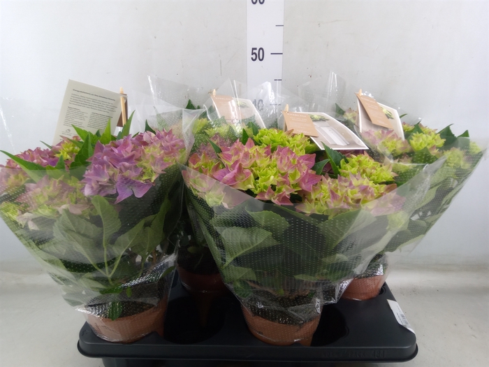 <h4>Hydrangea mac. 'Early Blue'</h4>