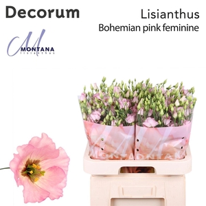Eus E Bohemian Pink Feminine