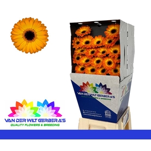 Germini Solero Diamond