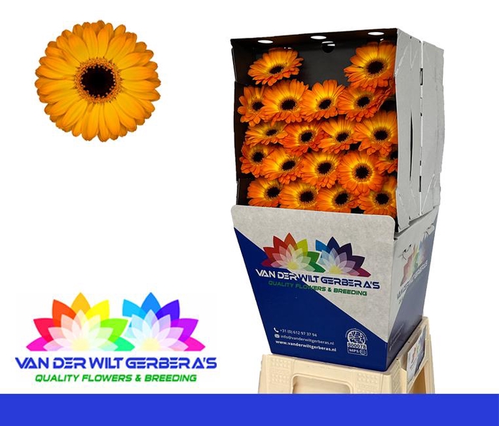 <h4>Germini Solero Diamond</h4>