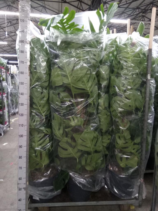 <h4>Monstera pertusum</h4>