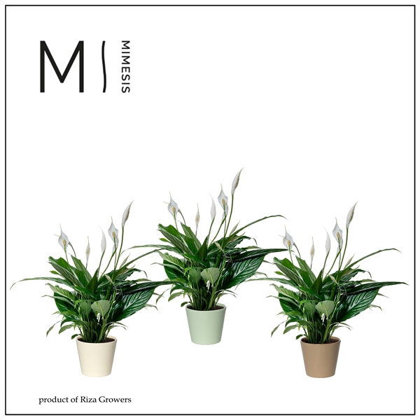 <h4>Mimesis Spathiphyllum Sweet Benito - 13 cm in Amanda keramiek</h4>