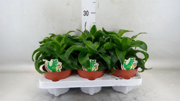 <h4>Dracaena fr de   ...</h4>