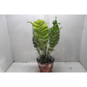 ASPLENIUM NIDUS P24