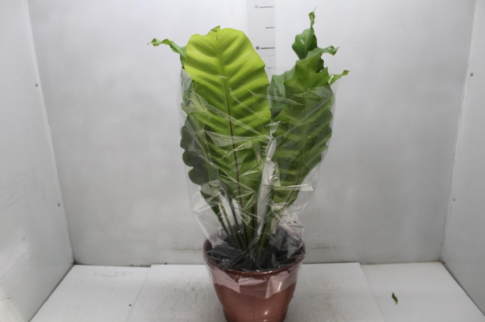 <h4>ASPLENIUM NIDUS P24</h4>