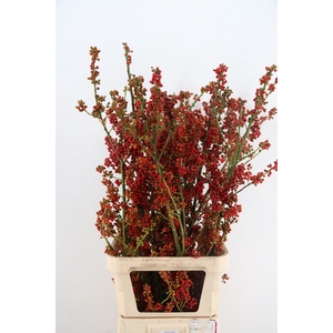 AUTUMN BERRY 120CM