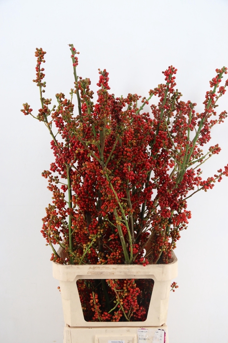 <h4>AUTUMN BERRY 120CM</h4>