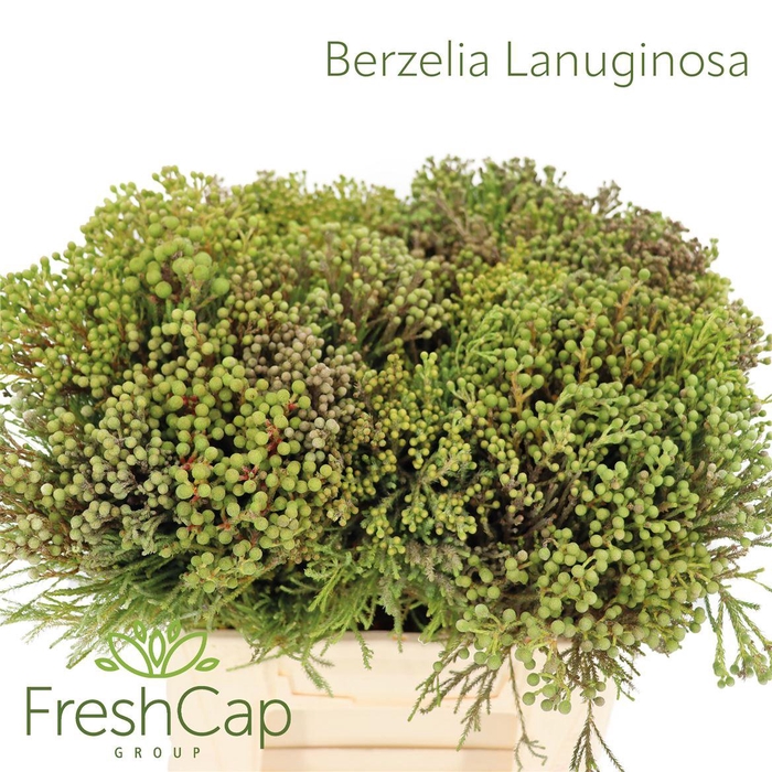 <h4>Berzelia Lanuginosa</h4>