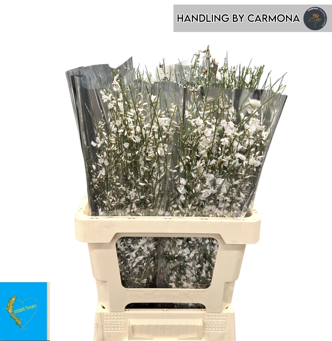 <h4>GEN OV WIT BS</h4>