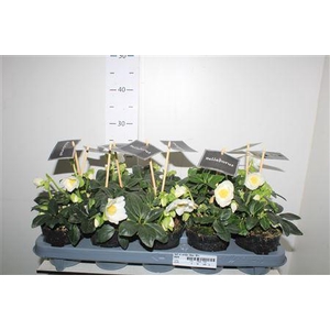 Hell Ni Winter Fleur 10+