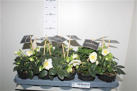 <h4>Hell Ni Winter Fleur 10+</h4>