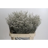 Limonium ov Misty White