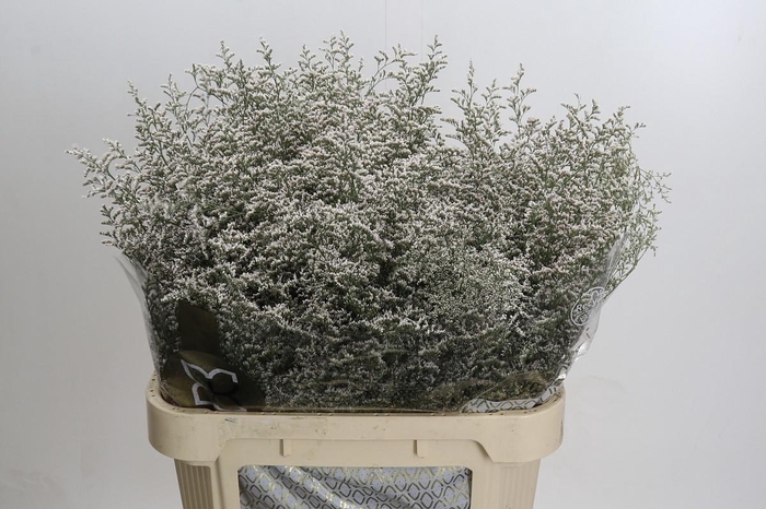 Limonium ov Misty White