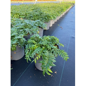 vaste planten 19 cm  Polemonium Heaven Scent