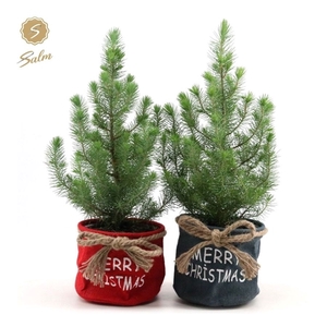 Pinus pinea 'Silver Crest' P17 in Bag X-mas Duo