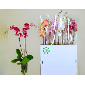 PHAL GEM 6 KL
