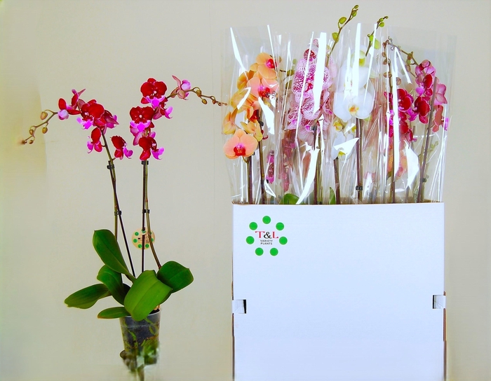 <h4>PHAL GEM 6 KL</h4>