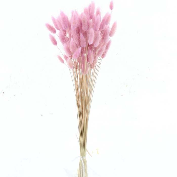 <h4>Dried Lagurus Bleached Light Lavender Bs</h4>