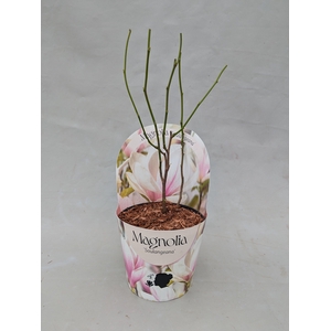 Magnolia 'Soulangeana' 17 cm in potcover