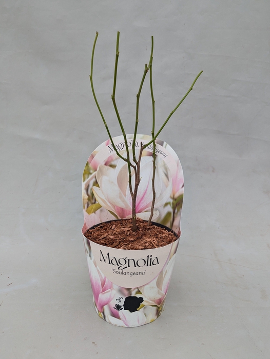 <h4>Magnolia 'Soulangeana' 17 cm in potcover</h4>