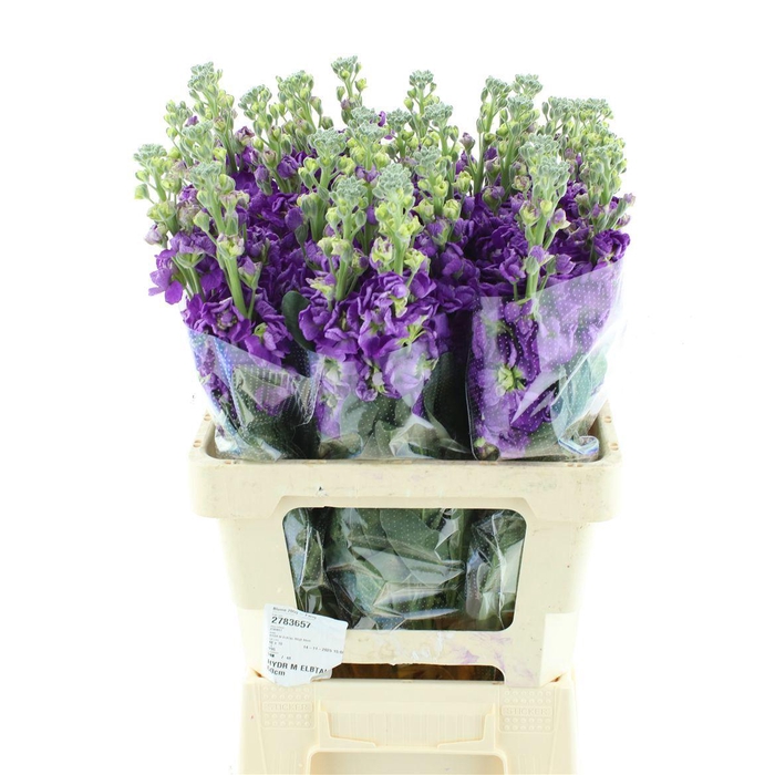 <h4>MATTH IRON PURPLE</h4>