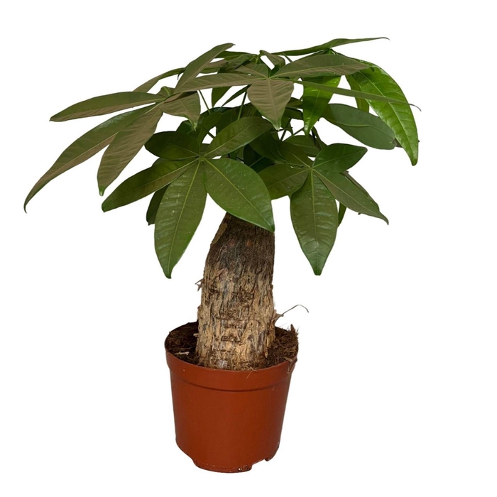 <h4>Pachira aquatica</h4>