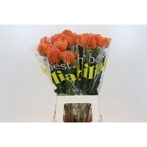 Nutans Ayoba Mandarin Zest