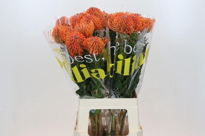 Nutans Ayoba Mandarin Zest