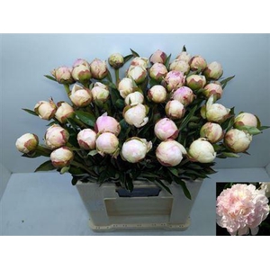 Paeo L Flor Nicholls