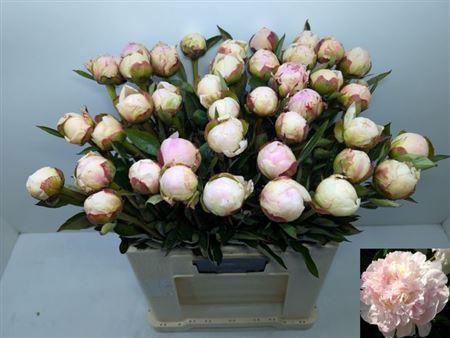 <h4>Paeo L Flor Nicholls</h4>