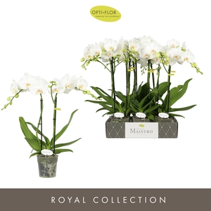 Maistro Mozart 2 spike 60 cm