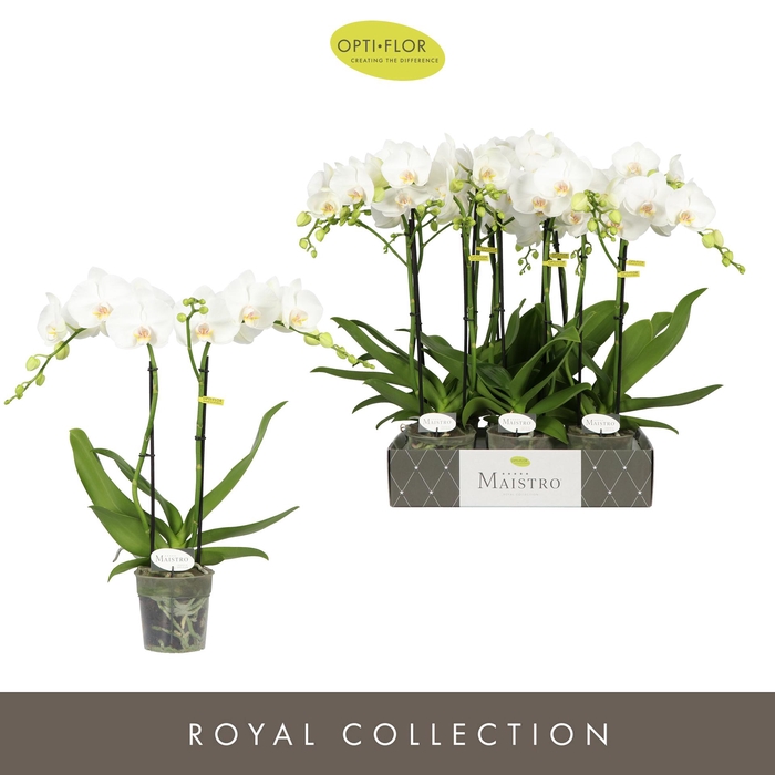 <h4>Maistro Mozart 2 spike 60 cm</h4>