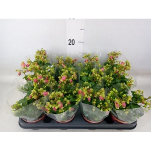 Kalanchoe HG 'Dream Bells'