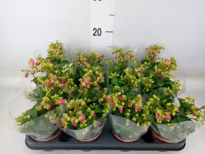 <h4>Kalanchoe HG 'Dream Bells'</h4>