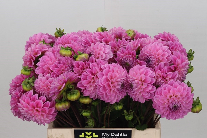 <h4>Dahlia Sweet Fabienne</h4>